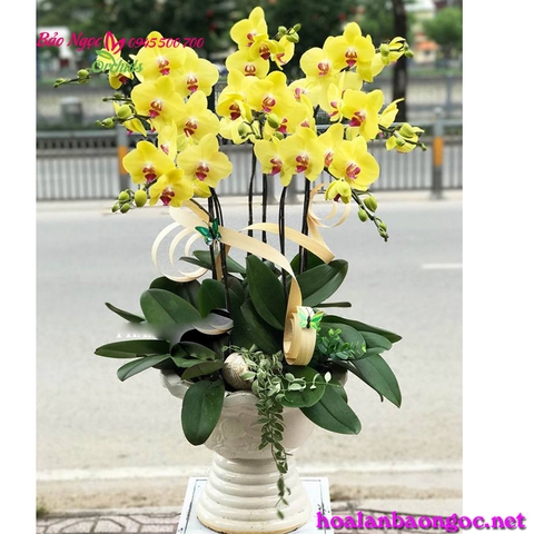 Chậu hoa lan hồ điệp vàng chúc Tết với vẻ ngoài sang trọng, cao quý lấp lánh rạng ngời. Và không kém phần tinh tế, thanh nhã luôn thu hút sự chú ý của mọi người. Chậu lan hồ điệp 9 cành luôn nổi bật giữa không gian, tăng thêm sự sang trọng cho không gian,
