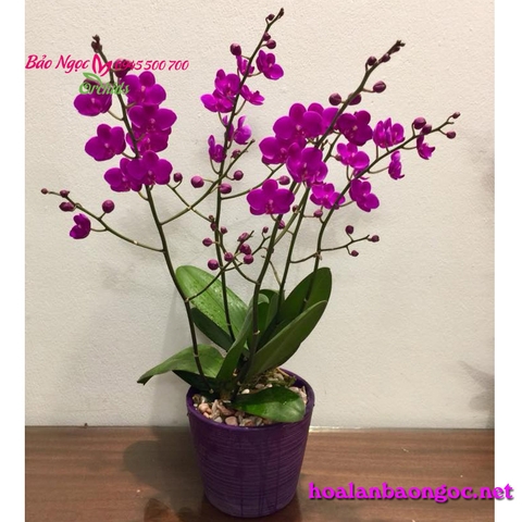 Hoa lan tím mini để bàn MIT-0203