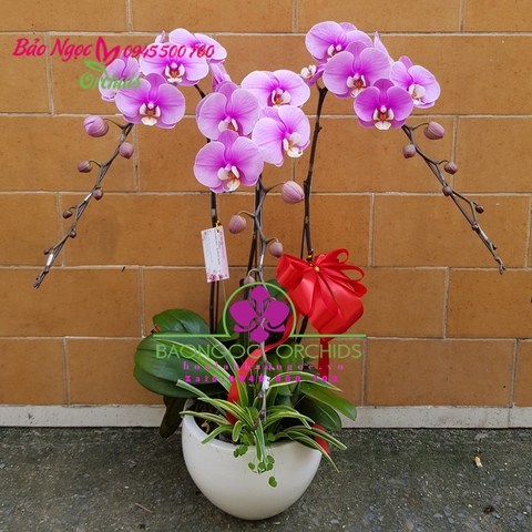 Chậu hoa lan hồ điệp hồng 