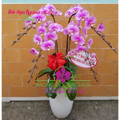 Chậu hoa phong lan hồng mừng khai trương
