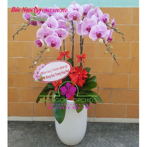 Chậu hoa lan văn phòng