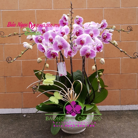 Lan hồ điệp đột biến màu hồng