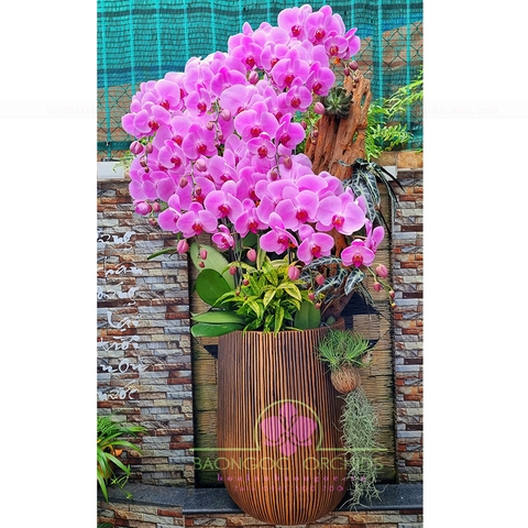 Chậu hoa lan hồng ghép lũa HDH-1580