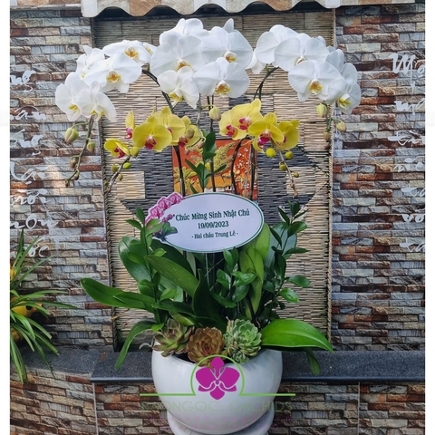Chậu hoa phong lan vàng trắng HDS-0511