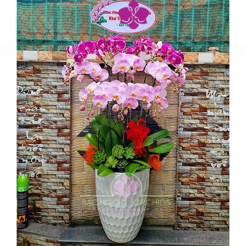 Chậu lan hồ điệp đa sắc 9 cành HDS-0926