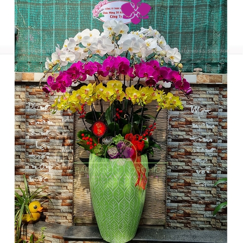 Chậu hoa lan chúc Tết canh Tý 2020 HDS-2017