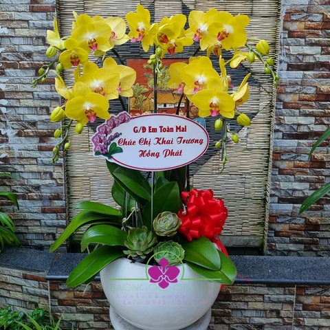 Lan hồ điệp vàng mừng khai trương HDV-0524A