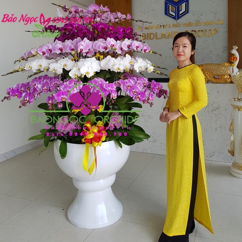 Chậu lan hồ điệp đẹp