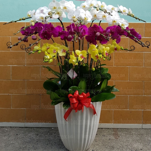 Chậu hoa phong lan hồ điệp chúc mừng Tân Gia