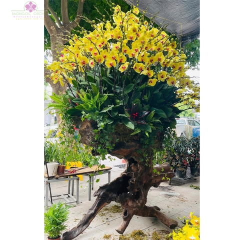 Lan hồ điệp vàng Bonsai LBN026