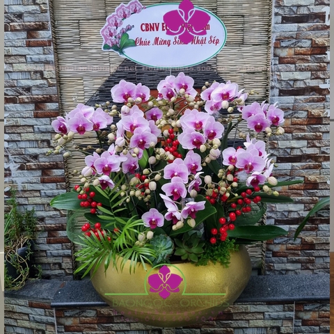 Lan tiểu hồ điệp ghép chậu MIH-1005
