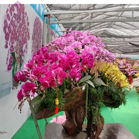 Quà Biếu Tết LBN039  