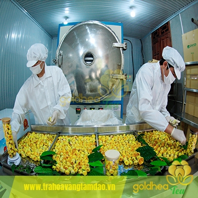Trà hoa vàng trồng ở vùng nào của Việt Nam cho phẩm chất tốt hơn?
