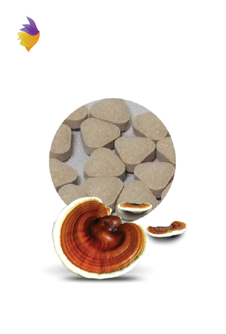 Nấm linh chi Ganoderma Lucidum quý hiếm (100 viên) - Nhật Bản - TADASHOP.VN - Hotline: 0961-615-617 | 0963-616-617