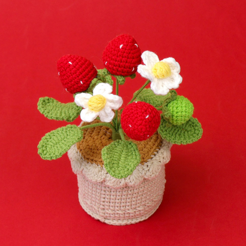 Chậu Trái Dâu Đế Len