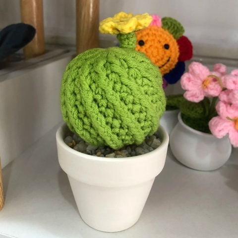 Chậu Xương Rồng