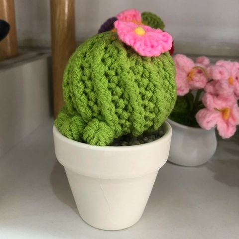 Chậu Xương Rồng