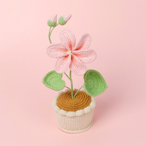 (Túi+Thiệp) Chậu Hoa Đế Len - Lưu ly - Hồng