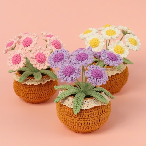 Chậu hoa cúc đế len