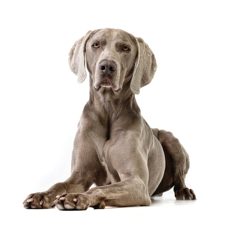 Chó Ataki thuần chủng