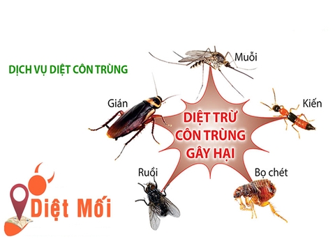 Dịch vụ Diệt Ruồi