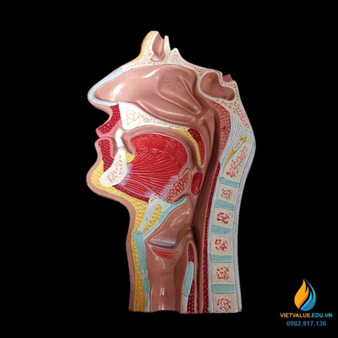 Mô hình giải phẫu khoang mũi, chất liệu nhựa PVC, mô hình giảng dạy y khoa