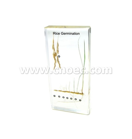 Mô hình các giai đoạn nảy mầm của hạt Lúa