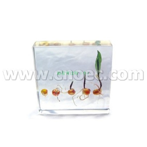 Mô hình các giai đoạn nảy mầm của hạt Ngô