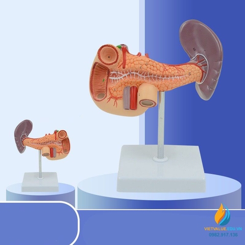 Mô hình giải phẫu gan mật, tuyến tụy, lá lách, túi mật và tá tràng