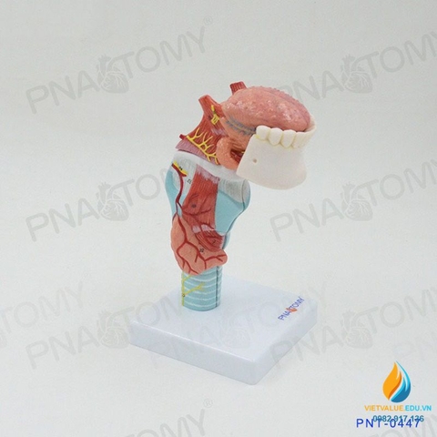 Mô hình giải phẫu Miệng và lưỡi con người, răng cổ họng sụn tuyến giáp lưỡi