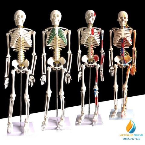 Mô hình bộ xương người 85cm tháo rời