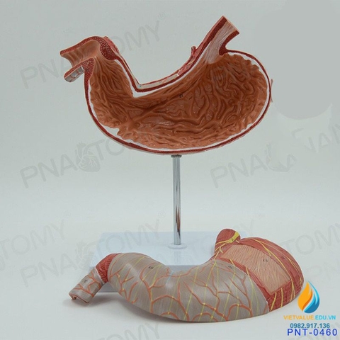 Mô hình giải phẫu Ruột và dạ dày con người, đường tiêu hóa niêm mạc