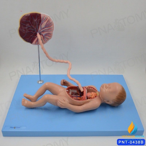 Mô hình giải phẫu dây rốn và thai nhi