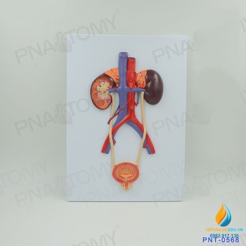 Mô hình giải phẫu hệ thống tiết niệu của con người, bàng quang, niệu quản, niệu đạo, mô hình giải phẫu thận