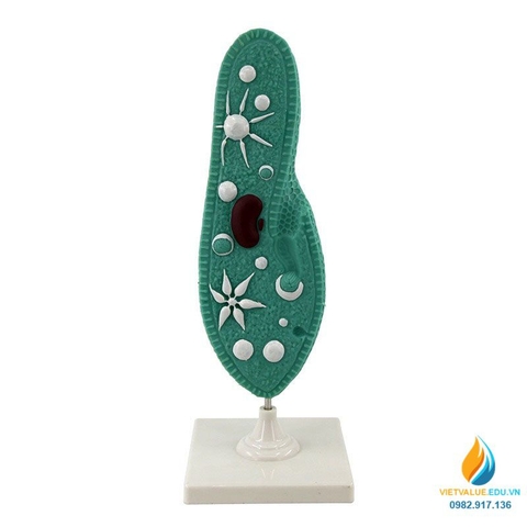 Mô hình Paramecium, mô hình sinh học trùng đế giày