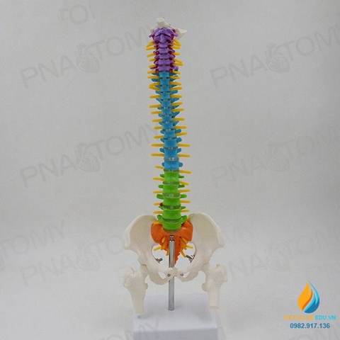 Mô hình giải phẫu cột xương sống uốn cong 45cm, đốt sống trật khớp
