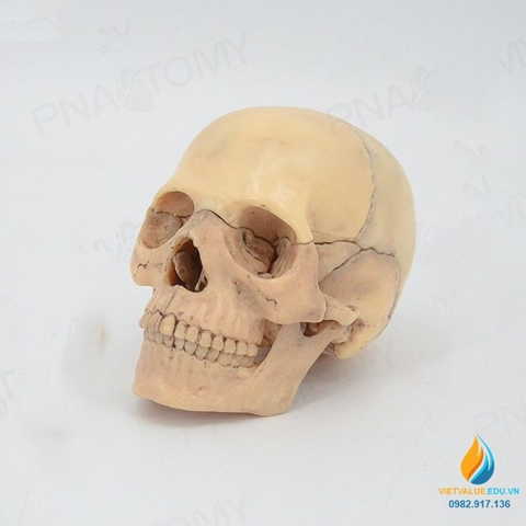 Mô hình giải phẫu hộp sọ người, 4D tháo rời 15 chi tiết, nhựa PVC cao cấp