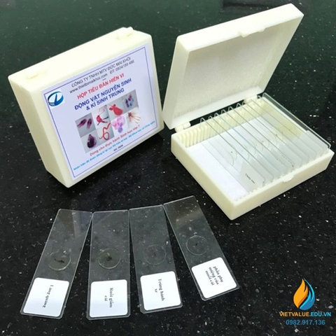 Bộ tiêu bản động vật nguyên sinh cho khối 6 trùng roi, trùng giày, tiêu bản sinh học
