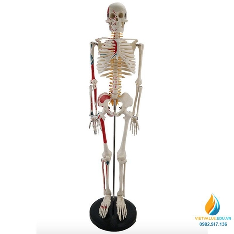 Mô hình bộ xương người tháo rời 85cm, tô màu thần kinh, cột sống