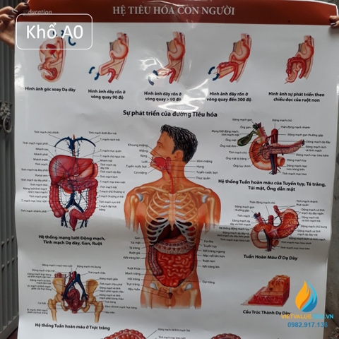 Poster cấu tạo hệ tiêu hóa con người, tranh ảnh sinh học giảng dạy cho học sinh quan sát