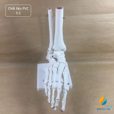 Mô hình bộ xương chân người, tỷ lệ 1:1, chất liệu nhựa PVC