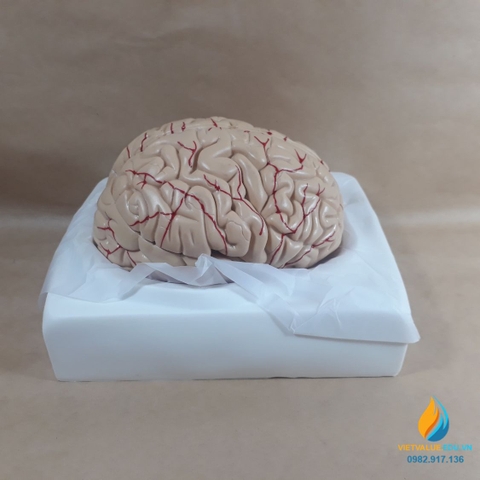 Mô hình não người, mô hình giải phẫu não hệ thần kinh, mô hình giải phẫu giảng dạy