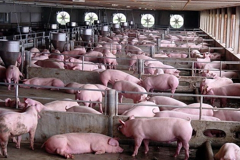 Hướng dẫn kỹ thuật chăn nuôi lợn thịt hiệu quả.