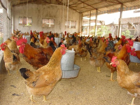 Cách tiết kiệm chi phí trong chăn nuôi gà