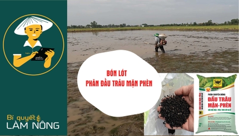 BÓN LÓT ĐẦU TRÂU MẶN PHÈN CHO CÂY LÚA