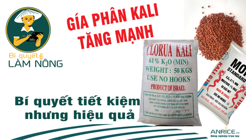 PHÂN KALI TĂNG MẠNH, BÍ QUYẾT ĐỂ TIẾT KIỆM NHƯNG HIỆU QUẢ