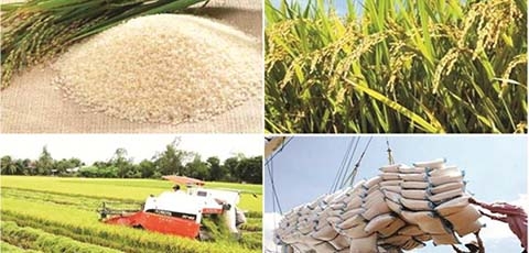 Trị giá xuất khẩu gạo tăng tới hơn 40%