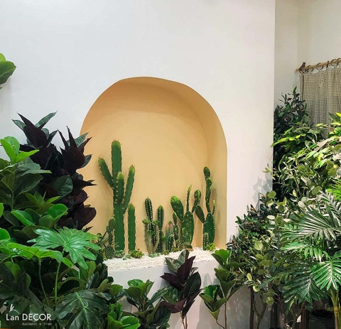 CHẬU CÂY XƯƠNG RỒNG BẸ PHONG CÁCH SA MẠC LAN DECOR (80CM) - CC199