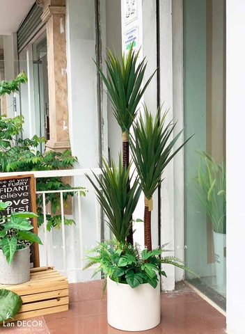 Chậu cây phát tài núi mix tiểu cảnh trang trí nội thất cao 1,5m - LC3005 mix