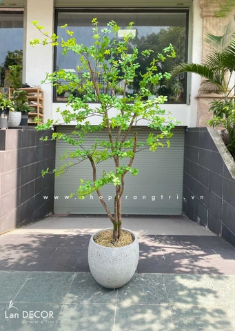 CÂY THẠCH NAM NHẬT BẢN LANDECOR (2M3) - CC665